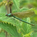 Banded Demoiselle (Calopteryx splendens) Alan Prowse